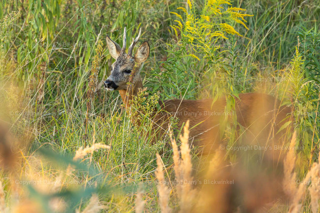 202228 | Tierfotografie, Tierkalender, Tierbilder, Insekten, Spinnen, Vögel, Schmetterling, Libellen, Leinwand, Colorkey, Qualität, Geschenkartikel, Geschenk - Realisiert mit Pictrs.com