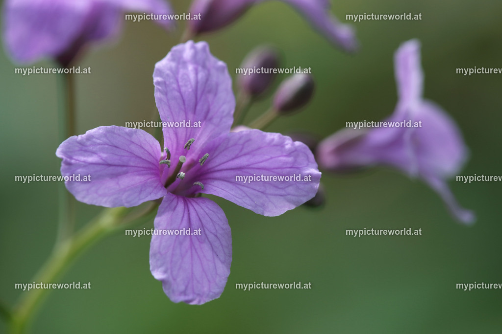 Finger-Zahnwurz-002 | Das Bilderarchiv über Tiere, Planzen und Landschaften. In der Bilddatenbank finden Sie ein große Auswahl an hochwertigen Bilder für Ihre Werbung - Realized with Pictrs.com