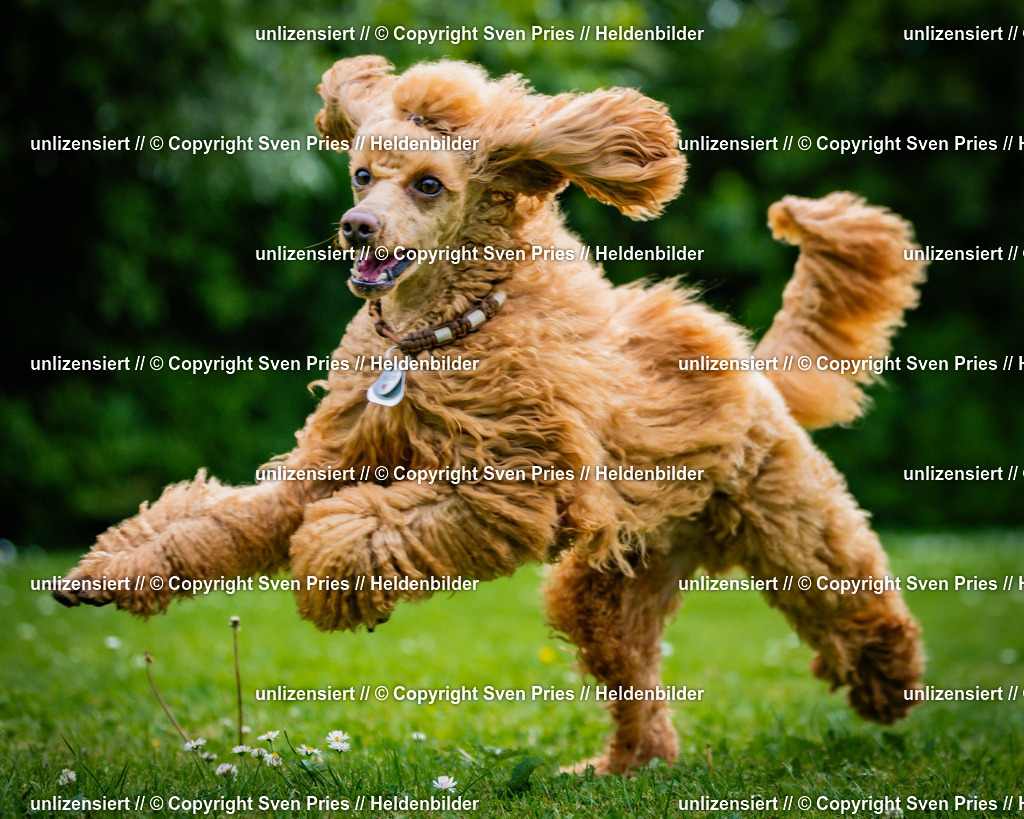 Sven Pries | 2025-05-29 - Pudelrennen KA-Durlach - Realisiert mit Pictrs.com