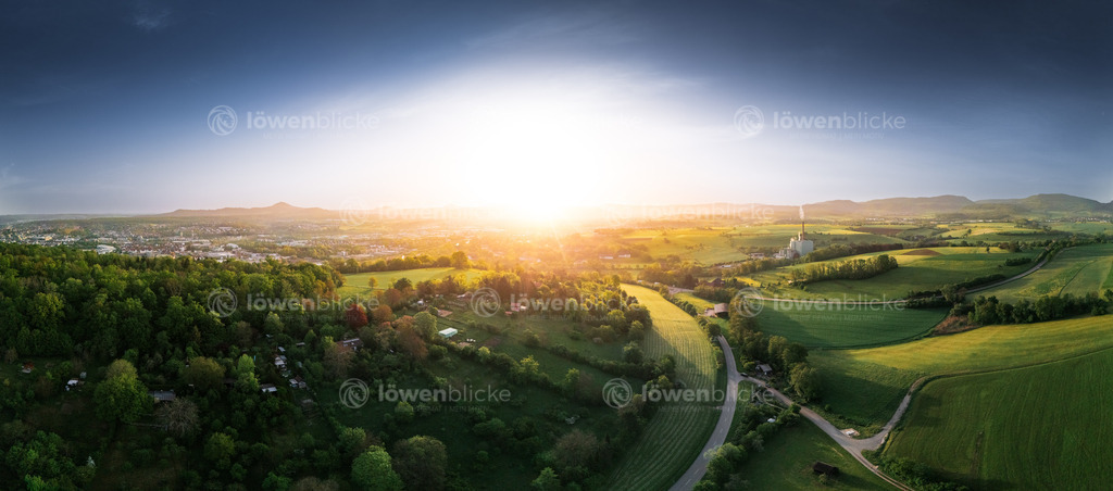 Eichert im Sonnenaufgang | löwenblicke | shop