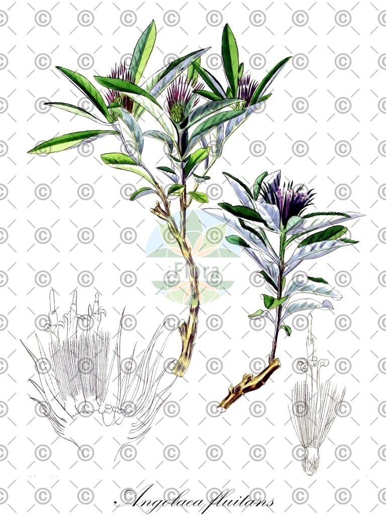 HistAbb_wfo-0000536542_283_ENZY_Simple | Historische Abbildung von Angolaea fluitans - Podostemaceae | Historical Illustration of Angolaea fluitans - Podostemaceae