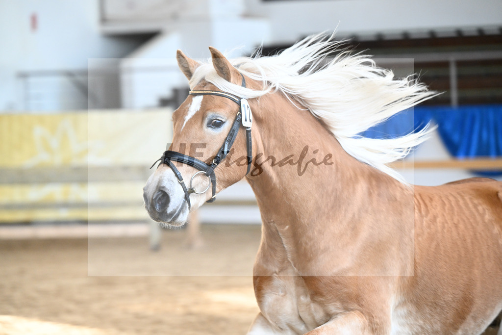 Kat-Nr. 12 Amaretto Ass v. Abraxas_Kern_48250260 | hf-fotografie - Realisiert mit Pictrs.com