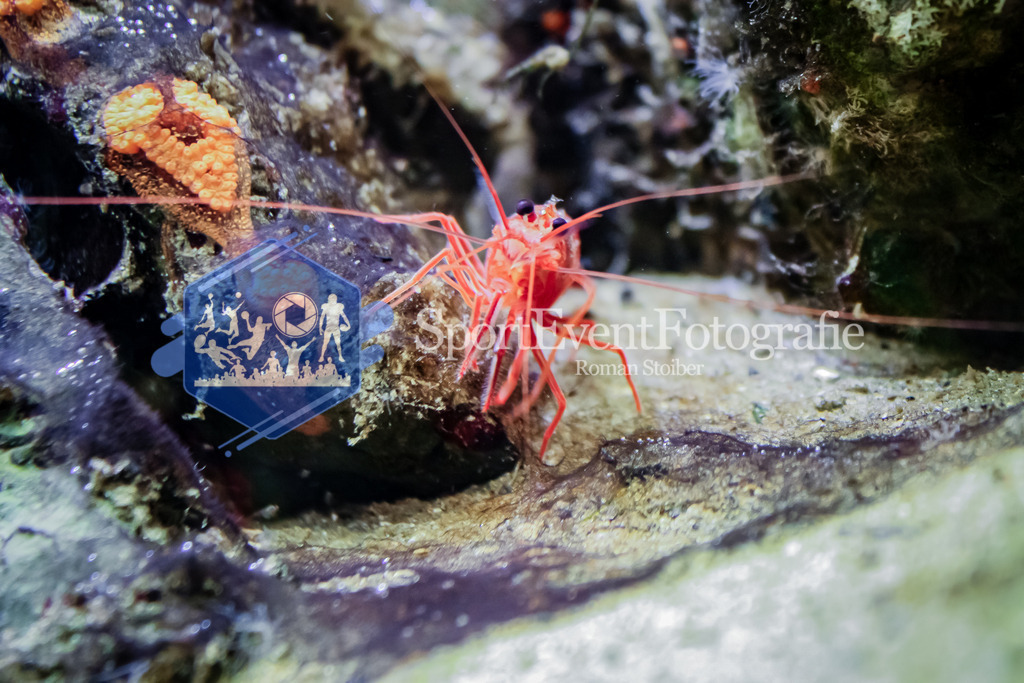 IMG_0557 | SportEventFotografie - Roman Stoiber