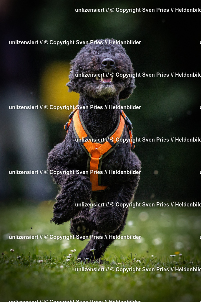 Sven Pries | 2025-05-29 - Pudelrennen KA-Durlach - Realisiert mit Pictrs.com