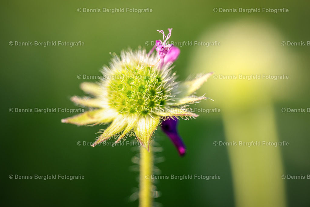 Flower 23 | Entdecken Sie Natur, Makro und Tierfotografie von Dennis Bergfeld.Besondere Momente und Details der Natur, hochwertig als Foto und Wandbild erhältlich. - Realisiert mit Pictrs.com