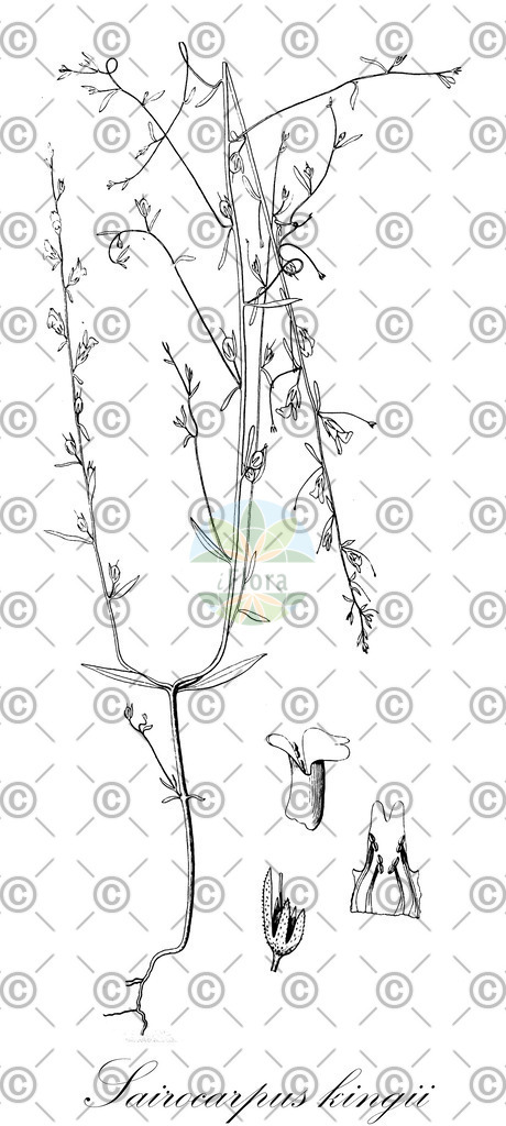 HistAbb_wfo-0000300110_2_ENZY_Simple | Historische Abbildung von Sairocarpus kingii - Plantaginaceae | Historical Illustration of Sairocarpus kingii - Plantaginaceae