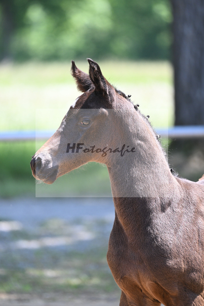 Kat-Nr. 17 HF Va Pensiero_Schindele_14230449 | hf-fotografie - Realisiert mit Pictrs.com