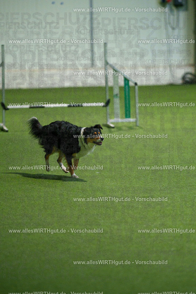 7R508212 | Professionelle Tierfotografie in Mönchengladbach von Daniel Wirth (allesWIRTHgut). Liebevolle & natürliche Bilder von Hunden & Katzen für unvergessliche Erinnerungen.