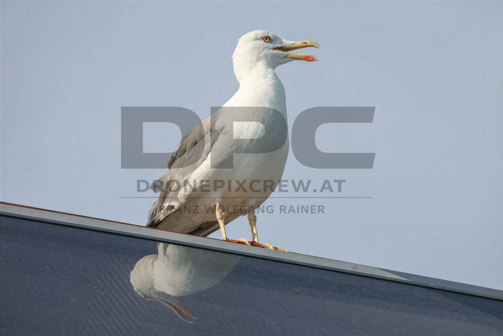 Yellow-legged Gull (Larus michahellis) | Yellow-legged Gull (Larus michahellis), a large gull species commonly found along Mediterranean coasts, rocky shorelines, harbours and coastal areas. - Realisiert mit Pictrs.com