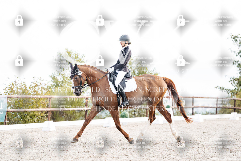 CK900530 | Turnierfotografie Pferdefotografie Trier Rheinland-Pfalz Pferdesport Reitsport Tierfotografie Sportfotografie Pferdevideo Pferdevideografie Equestrianvideography equestrianphotography  - Realisiert mit Pictrs.com