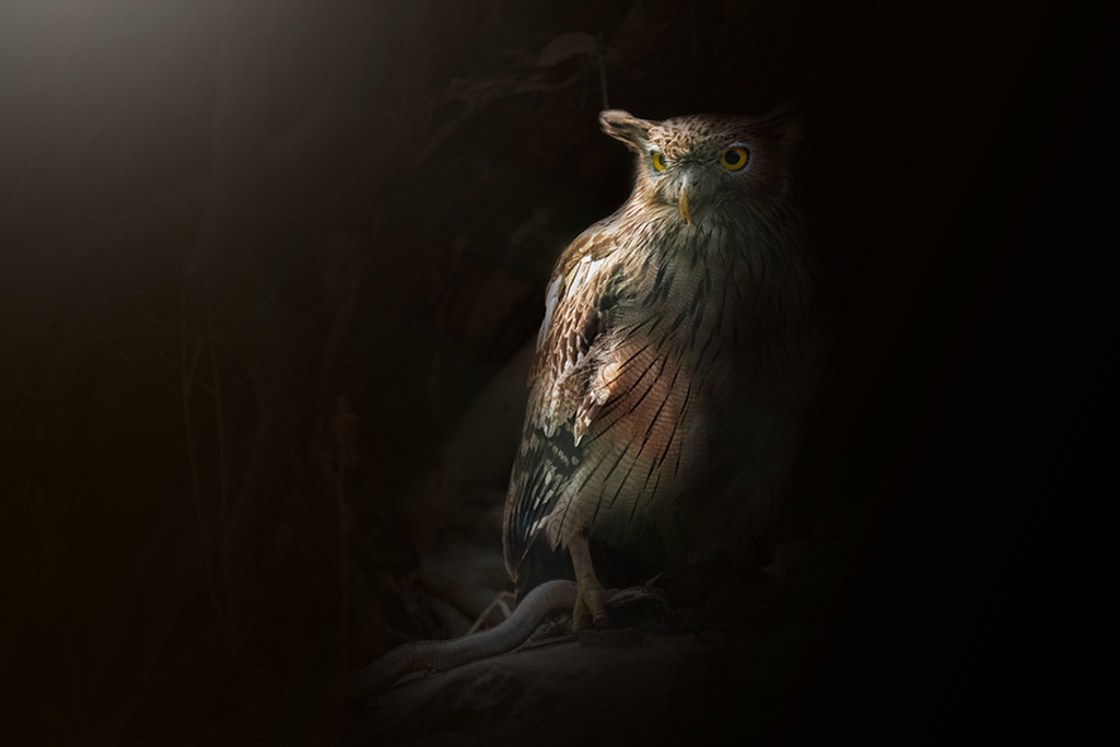 eule_DSC9352_sRGB | WILD﻿﻿LIFE · NATURE | just﻿love · justSOMEWHERE · just poster | ﻿POSTER | LEINWAND | FINEART | HOLZDRUCK | FOREX-FOTODRUCK | ALU-DIBOND | ACRYLGLAS | WILD'N FREE | germany | the netherlands | kenya | vietnam | egypt | wildtiere | eichhörnchen - Realisiert mit Pictrs.com