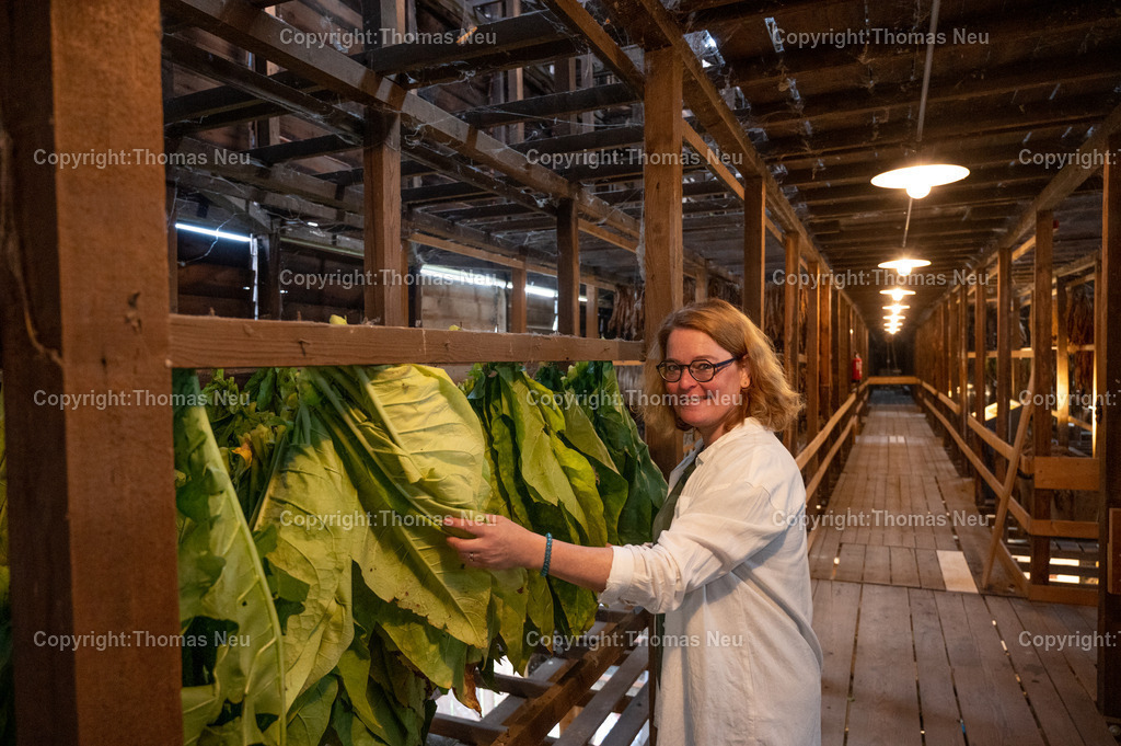 Lorsch_Tabakernte-42 | 23.08.2025, Lorsch, Tabakscheune, die Tabakernte wird zum Trockenen verarbeitet, Bild: Eva-Maria Eberle, und Gudrun Gallei, ,, Bild: Thomas Neu