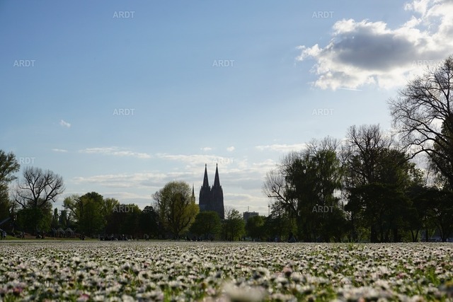 Kölner Bilder 4 | Rheinpark