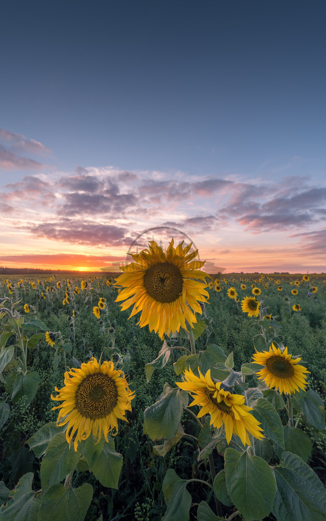 Natur-in-Bildern-by-stativkunst.de-016 | Exklusive Hamburg collagen, tolle Segelbilder und viele weitere tolle Motive auf Leinwand, Poster, Alu-Dibond, u.v.m. findet Ihr bei uns auf hamburgbild.de. Findet Euer Wandbild für Euer Zuhause, Büro oder die  Praxis…. - Realisiert mit Pictrs.com