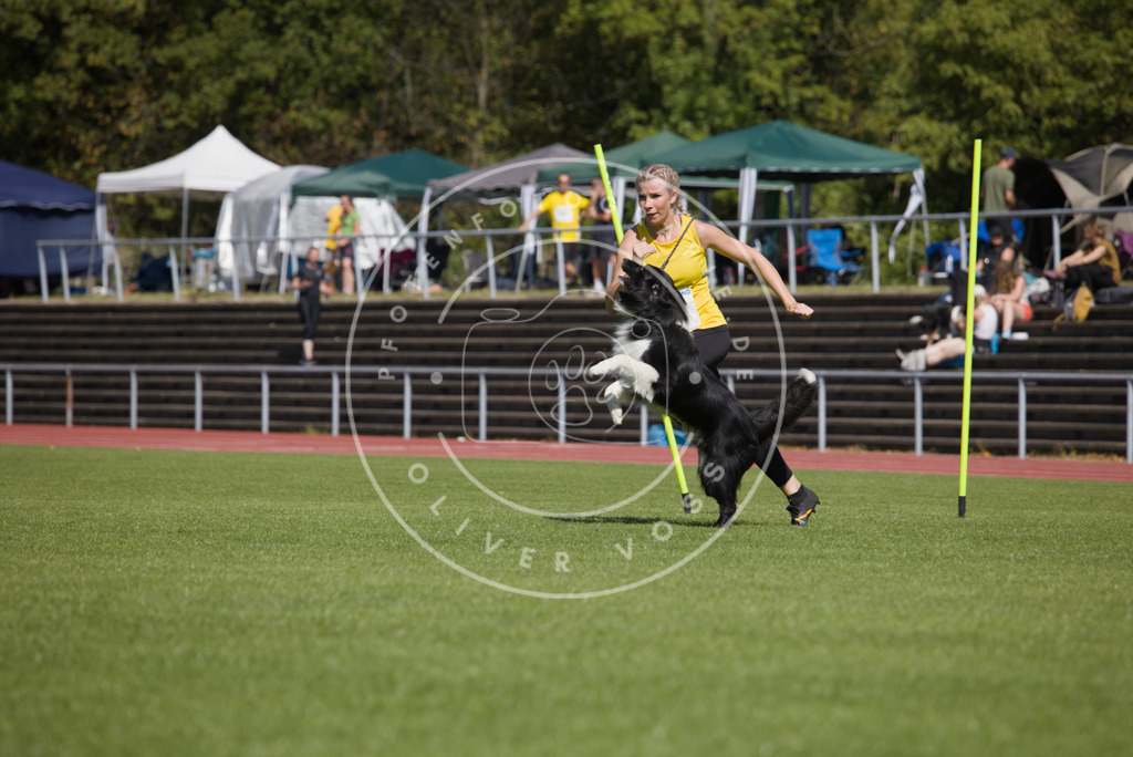 0L8A6807 | Hundefotografie, Tierfotograf, Pfotenfotografie, Fotoshooting Hund, Hunde Portrait, Hundesport, Hundeportraits, Heideshooting, Hunde, Sportfotograf, Hundefotograf, Turnierhundsport, THS,  - Realisiert mit Pictrs.com