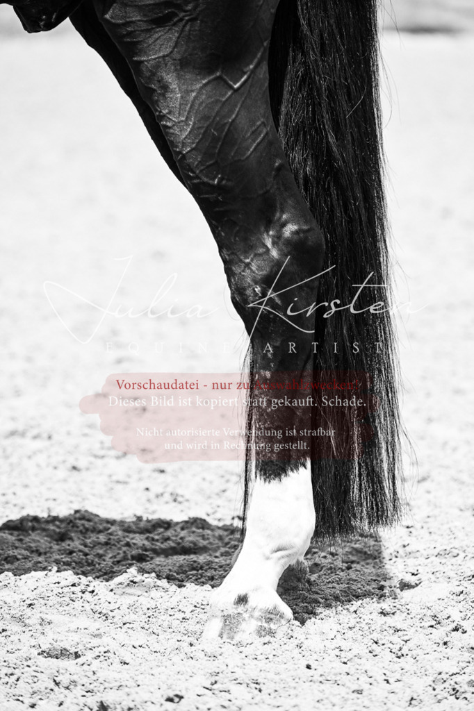DSC_2738 | Pferde- und Turnierfotografie in Westsachsen. Pferdeportraits, Auftragszeichnungen und intuitive Kunst.
