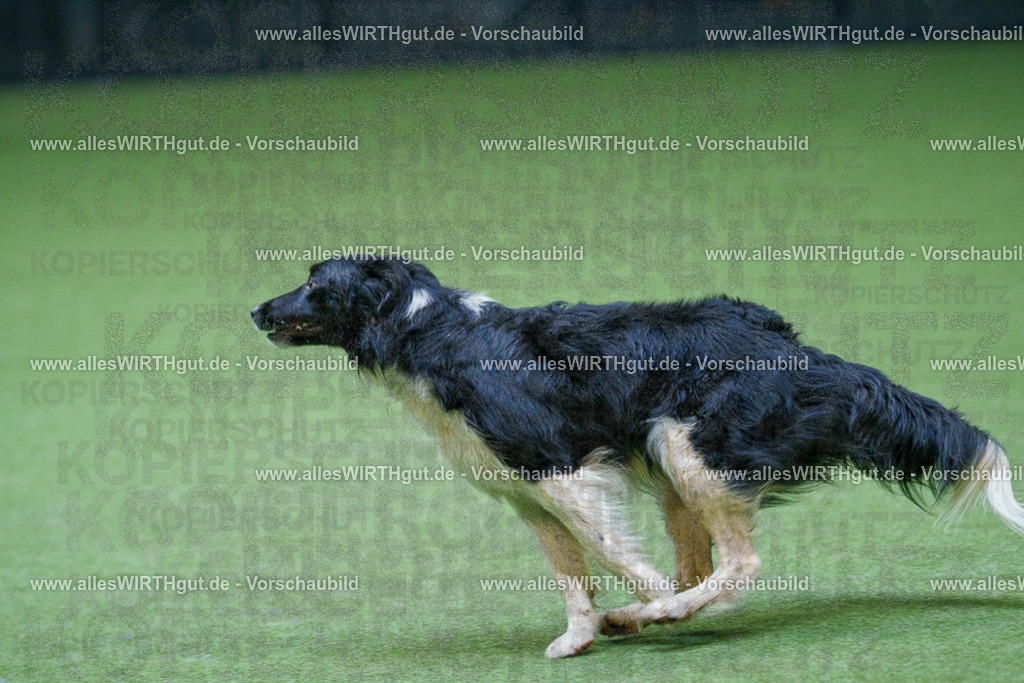 @allesWIRTHgut_Tierfotografie - www.allesWIRTHgut.de - 2604251101-7R500883 | Professionelle Tierfotografie in Mönchengladbach von Daniel Wirth (allesWIRTHgut). Liebevolle & natürliche Bilder von Hunden & Katzen für unvergessliche Erinnerungen.