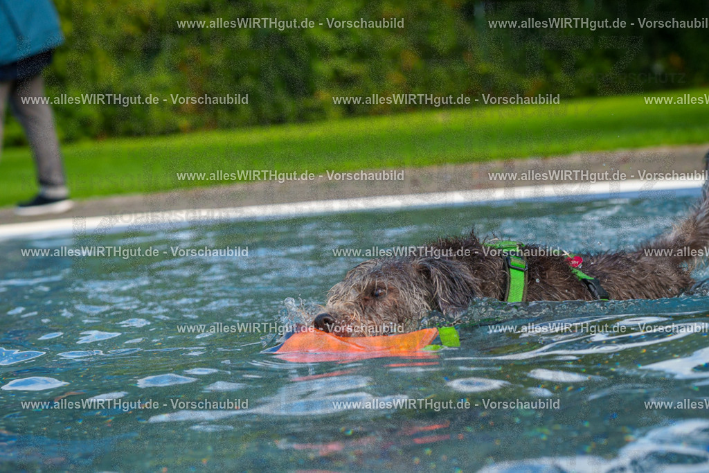 Hundeschwimmen_Grefrath_2026-allesWIRTHgut_Tierfotografie-15_16-FAY01201 | Professionelle Tierfotografie in Mönchengladbach von Daniel Wirth (allesWIRTHgut). Liebevolle & natürliche Bilder von Hunden & Katzen für unvergessliche Erinnerungen.