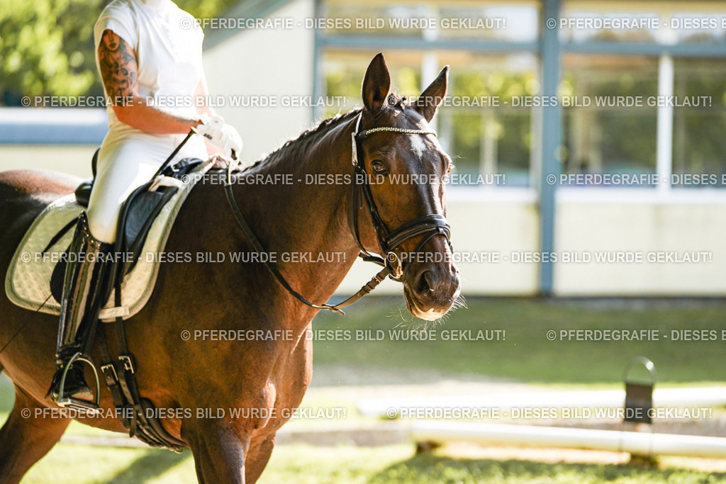 DSC06917 | Pferdegrafie