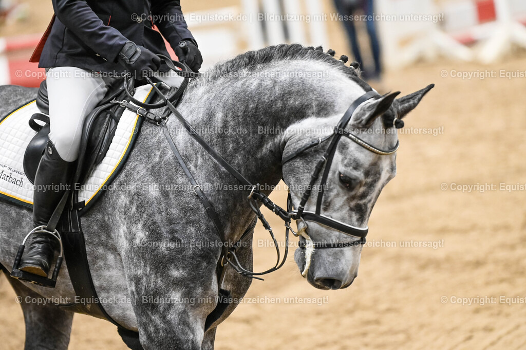 20260307_Hengstvorstellung-Marbach_0100 | equistock