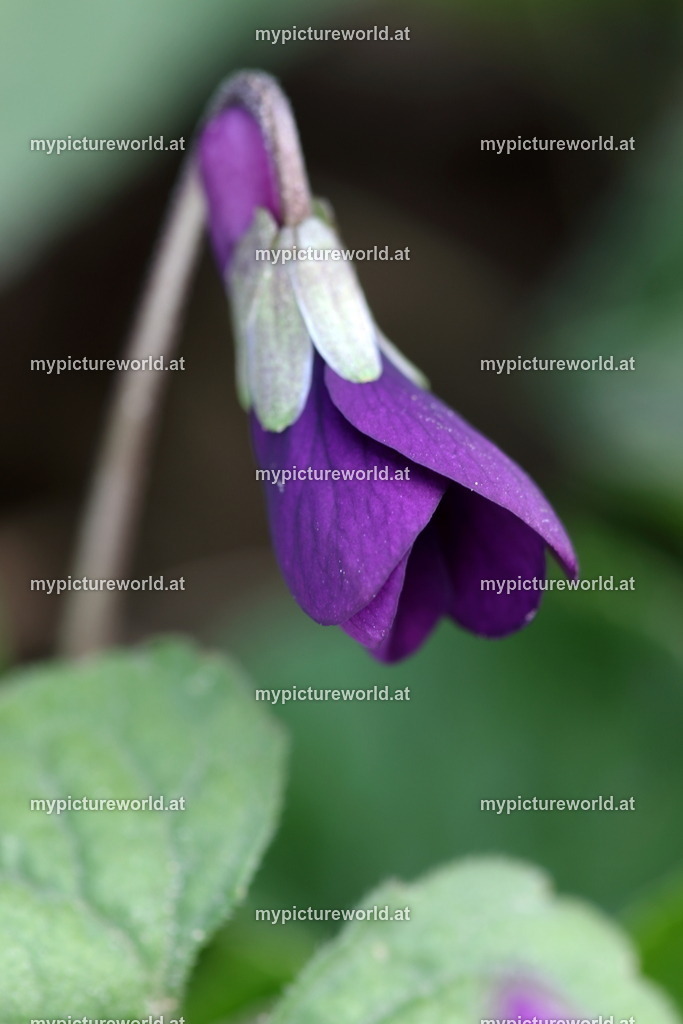 Adria-Veilchen-007 | Das Bilderarchiv über Tiere, Planzen und Landschaften. In der Bilddatenbank finden Sie ein große Auswahl an hochwertigen Bilder für Ihre Werbung - Realisiert mit Pictrs.com