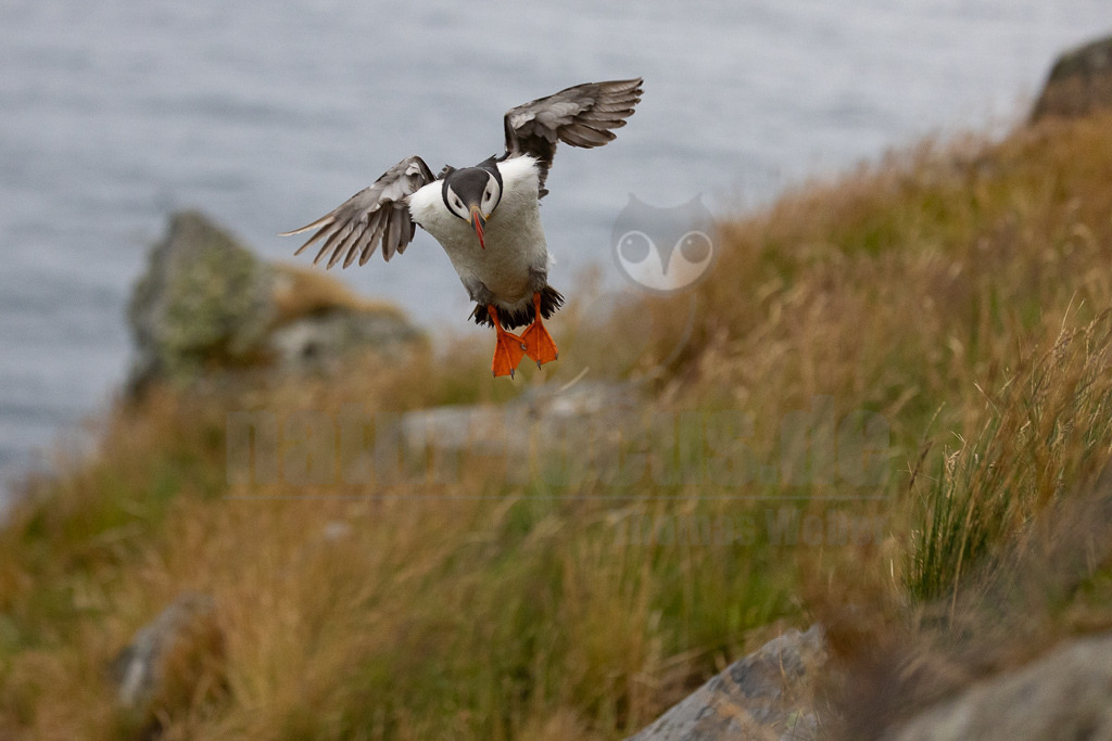R5NF0576-20230719 | Der Papageitaucher – auch Papageientaucher oder Puffin genannt – ist eine Vogelart aus der Familie der Alkenvögel. Die Art brütet in Erdhöhlen an und auf Klippen oder an deren Fuß im Nordatlantik sowie im westlichen Nordpolarmeer. - Realisiert mit Pictrs.com