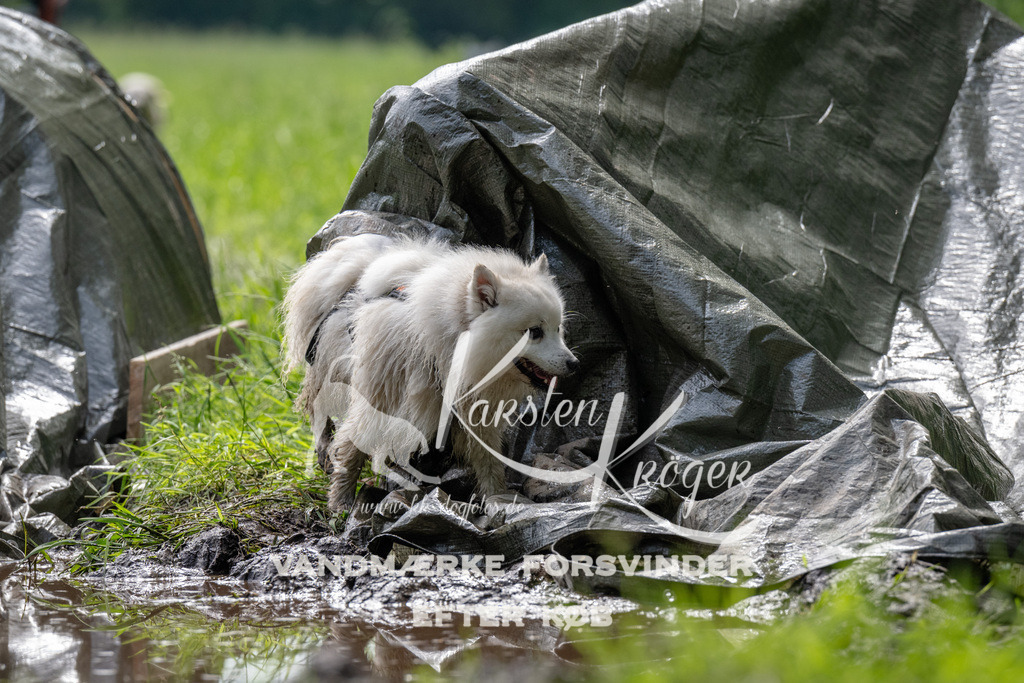 0930_ZZ90891 | kk-dogfotos
