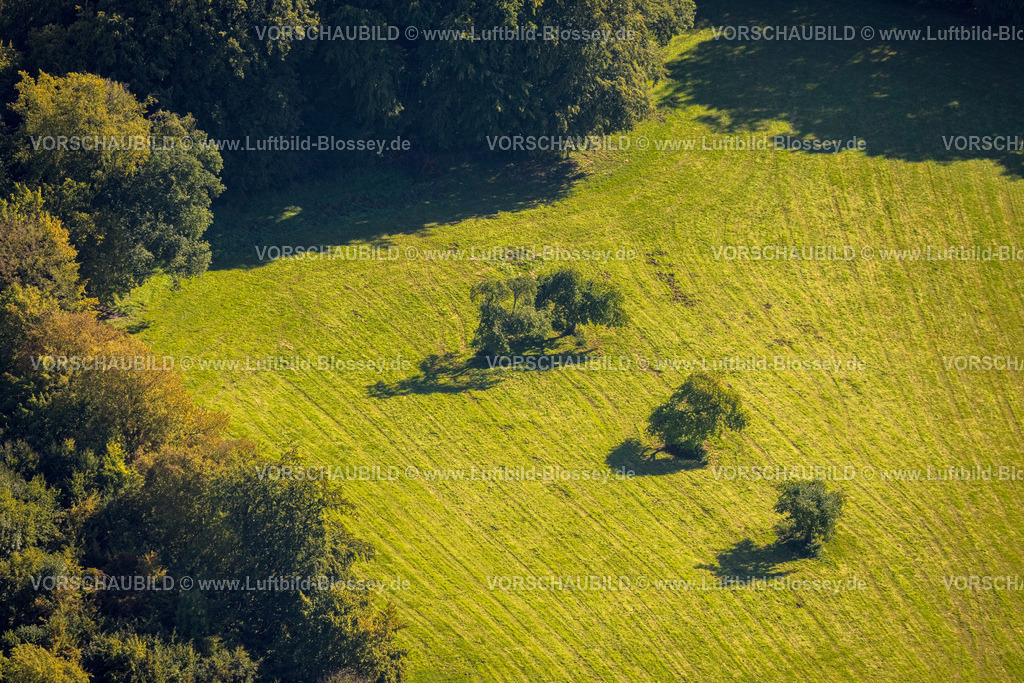 Balve230907661 | Luftbild, Drei Bäume auf einer Wiese, Formen und Farben, Volkringhausen, Balve, Sauerland, Nordrhein-Westfalen, Deutschland