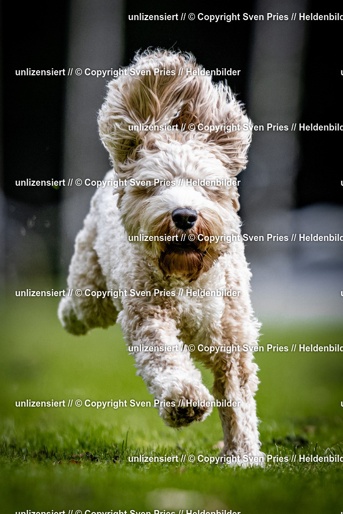 Sven Pries | 2025-10-03 - Hunderennen Obergrombach - Realisiert mit Pictrs.com