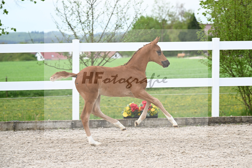 Kat-Nr. 2 HF Diamant de Semilly x Cascadello I_Eberhardt_23260028 | hf-fotografie - Realisiert mit Pictrs.com