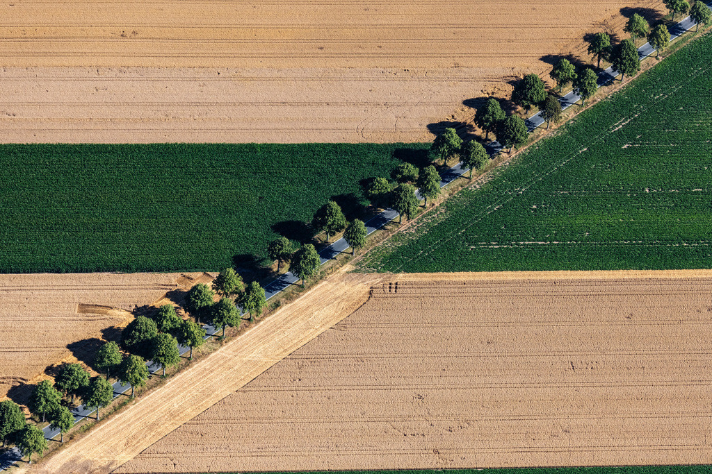 dr__0038406.jpg | SCHELLERTEN 23.07.2019 Baumreihe an einer Landstraße an einem Feldrand in Schellerten im Bundesland Niedersachsen, Deutschland. // Row of trees on a country road on a field edge in Schellerten in the state Lower Saxony, Germany. Foto: Daniel Reiter