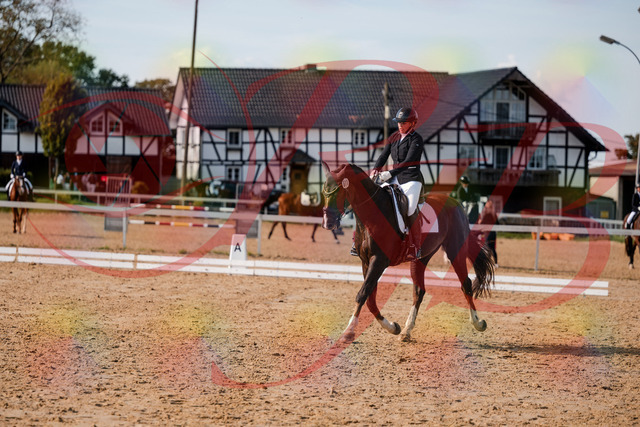 2026_10_03_Siefer-Hof_132316_Z63_84840740 | Professionelle Reitsport-, Turnier- und Eventfotografie von Robert Broda. Galerien mit ausgewählten und bearbeiteten Bildern direkt online ansehen und bestellen.