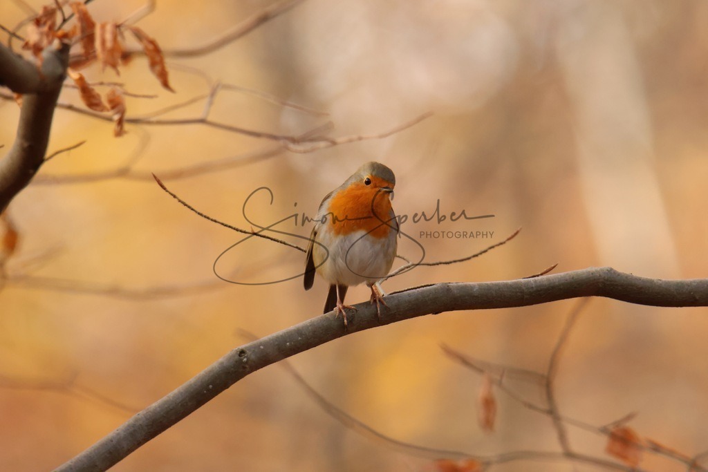 Rotkehlchen  | Simone Sperber, svb-photography,Fotografin,Bilddesignerin,Naturfotografie,Macrofotografie,Tierfotografie,Wildtierfotografie,Ausstellungen,Auftragsfotografie,Kunst,Art,Photographer,Shootings,Bildberatbeitung,Galerie,Shop