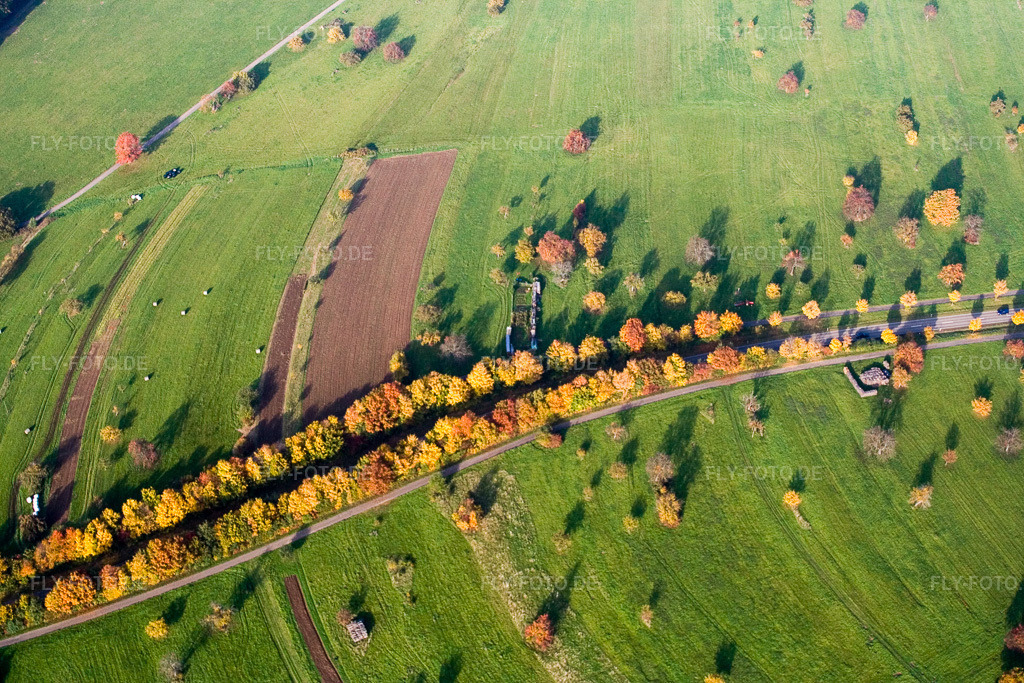 Luftbild: Herbstlich gefärbte Alleebäume an der Schluttenbacher Straße im Ortsteil Schöllbronn in Ettlingen im Bundesland Baden-Württemberg in Deutschland. Foto: IMG_14068.jpg vom 11.10.2008 durch Werner Riehm/FLY-FOTO.de