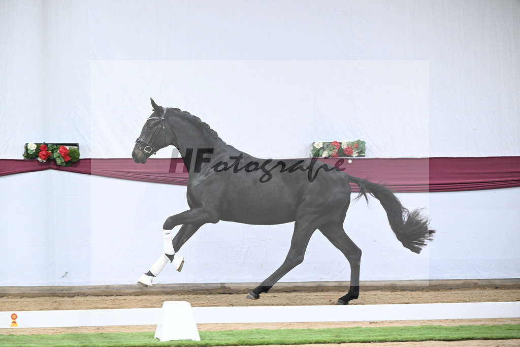 Kat-Nr. 112 Fynch Hatton x Damon Hill_Sibille Hachtel_47253387 | hf-fotografie - Realisiert mit Pictrs.com