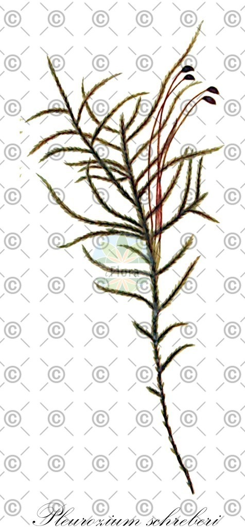 HistAbb_wfo-0000809755_1_SIMPLE | Historische Abbildung von Pleurozium schreberi - Hylocomiaceae | Historical Illustration of Pleurozium schreberi - Hylocomiaceae