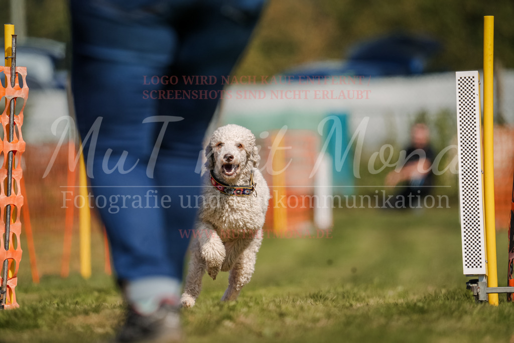 20250928_Hunderennen-599 | MuT (Mensch und Tier) mit Mona - Fotografie und Tierkommunikation - Realisiert mit Pictrs.com