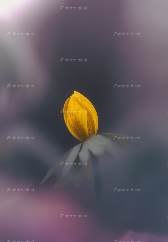 Goldschimmer | Ein Winterling, versteckt hinter pastelligem "Dunst". - Realisiert mit Pictrs.com