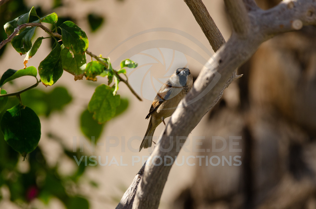 _DSC9739 | in-picture - Realisiert mit Pictrs.com