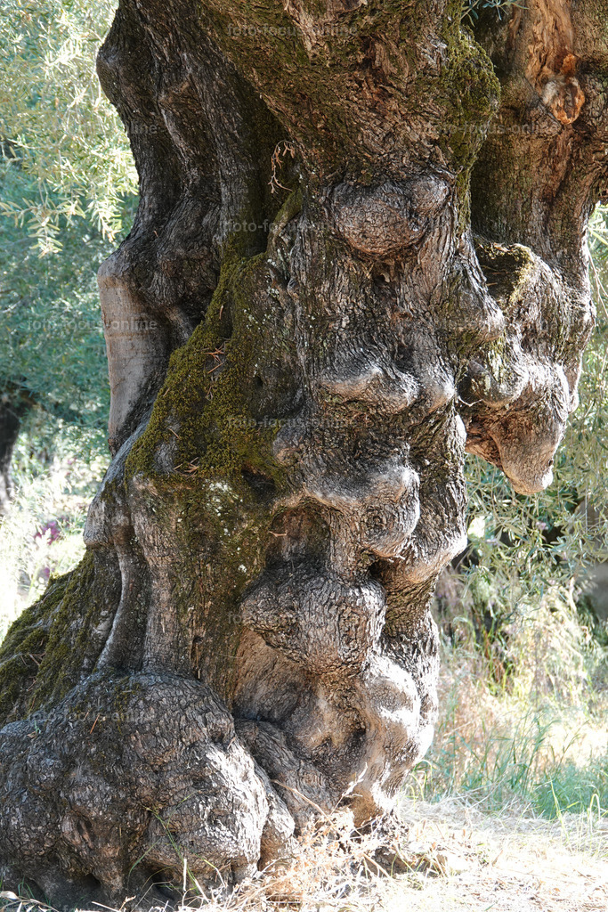 Stories of the Ancient Olive Trees | Ancient Olive Trees