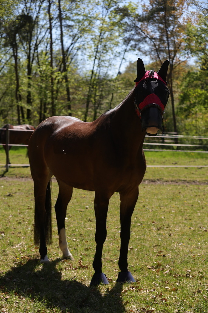 0P6A8957 | Willkommen bei Brunnmayr - Design & Fotografie – Ihrem Spezialisten für Reitturniere und Pferdeveranstaltungen in Oberösterreich, Salzburg und Bayern! Seit über 17 Jahren sind wir leidenschaftlich dabei.