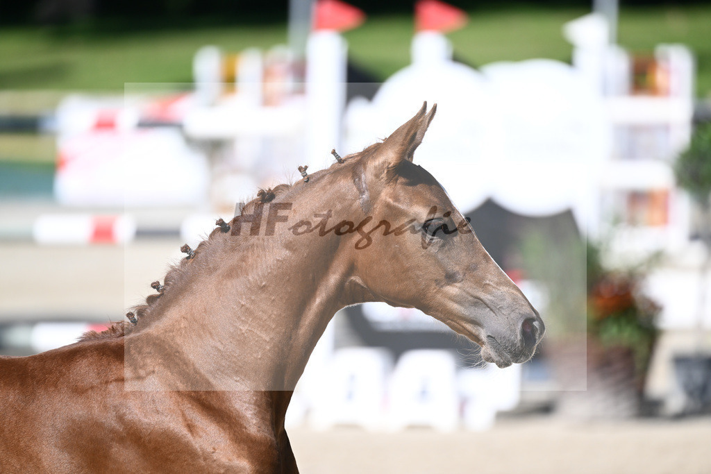Praesentation Auktionsfohlen_36230057 | hf-fotografie - Realisiert mit Pictrs.com