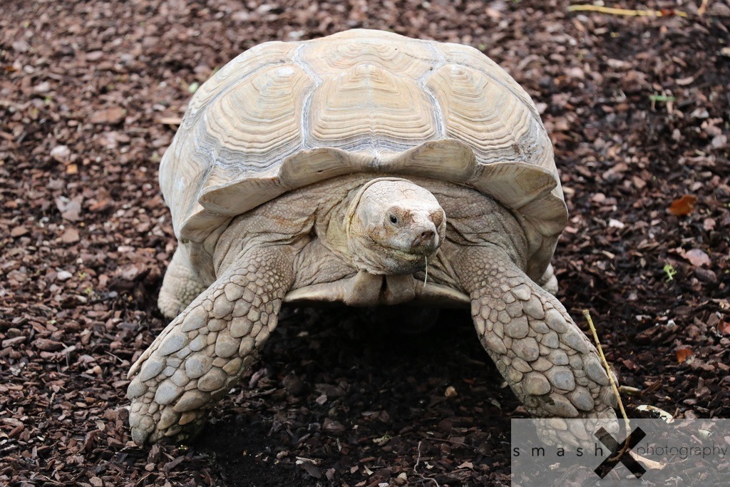 Turtle | smash-photography.com