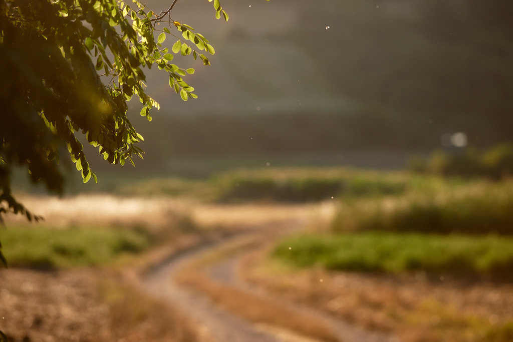 Weg durch Felder | Seebarn, Austria - August 02, 2013: Kellergasse-Kellerweg; Weg durch Felder im leuchtendem Sommerlicht. - Realisiert mit Pictrs.com