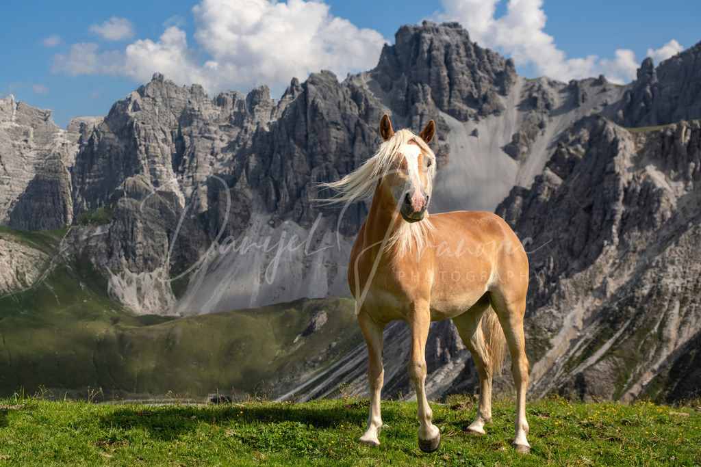 Haflinger | vor den Kalkkögeln