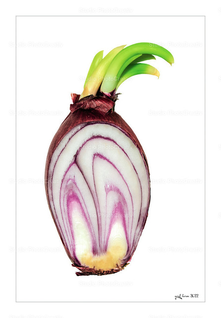 onion-original | Creative photoart by Gerd Herm. - Realisiert mit Pictrs.com