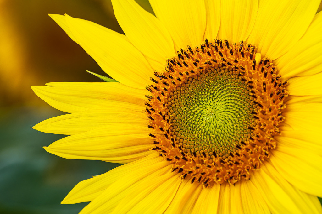 Sonnenblumenfeld zwischen Stäbelow und Clausdorf bei Rostock | Sonnenblumenfeld zwischen Stäbelow und Clausdorf bei Rostock.