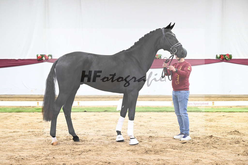 Kat-Nr. 51 Fuerst Samarant x De Niro_Mathieu Beckmann_47251895 | hf-fotografie - Realisiert mit Pictrs.com