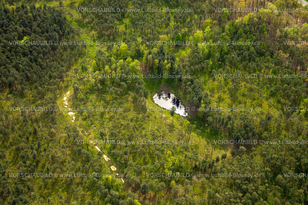 Schermbeck240402098UefterMark | Luftbild, Waldschäden und Wasserloch im Waldgebiet Üfter Mark, nahe der Borkener Straße Bundesstraße B224, Altschermbeck, Schermbeck, Münsterland, Nordrhein-Westfalen, Deutschland