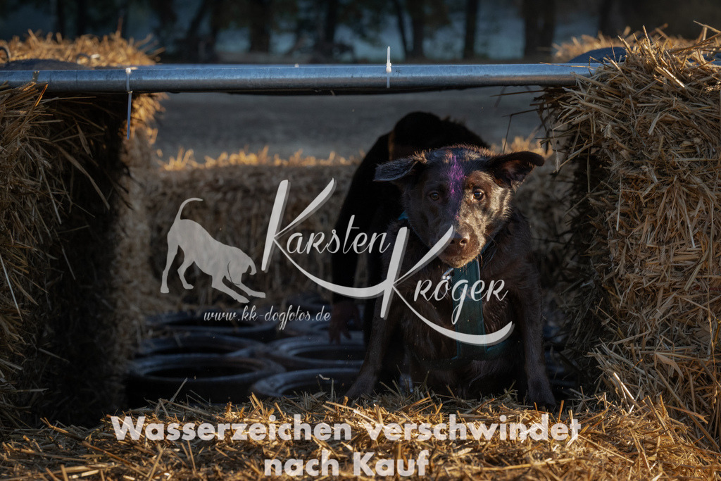 0904_ZZ90980 | kk-dogfotos